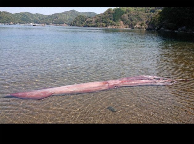 Der am 20. April am Strand von Ugo angeschwemmte Riesenkalmar. Copyright: Mainichi/Ryusuke Takahashi