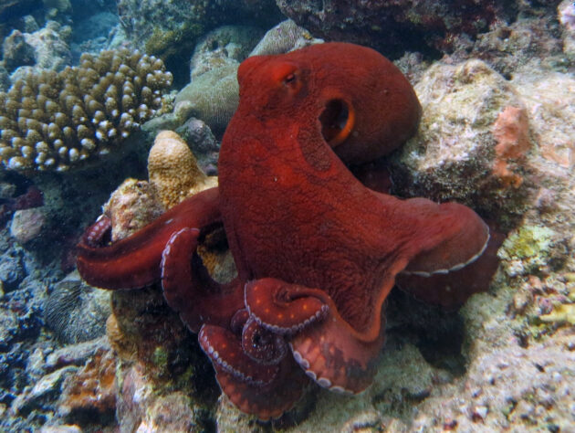 Ein sog. Großer Blauer Krake (Octopus cyanus).Copyright: Ahmed Abdul Rahman (via WikimediaCommons) / CC BY-SA 4.0