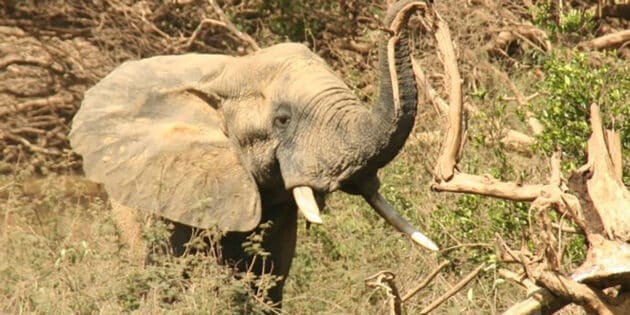 Symbolbild: Afrikanischer Elefant. Copyright: Chriswolf auf wikivoyage (via WikimediaComons) / CC BY-SA 4.0