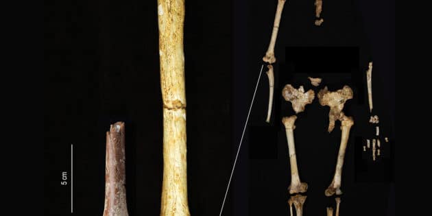 Maßstabsgetreuer Vergleich des neu gefundenen Oberarmknochens von Meta Menge (l.) und einem Skelett des Homo floresiensis aus der Liang-Bua-Höhle. Copyright: Yousuke Kaifu