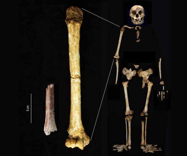 Maßstabsgetreuer Vergleich des neu gefundenen Oberarmknochens von Meta Menge (l.) und einem Skelett des Homo floresiensis aus der Liang-Bua-Höhle.Copyright: Yousuke Kaifu