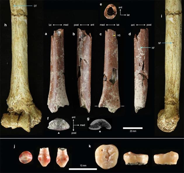 Sämtliche neuen Funde von Mata Menge.Copyright/Quelle: Kaifu et al., Nature Communications 2024