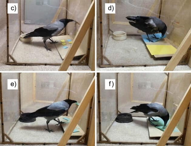 Nebelkrähen im Experiment.Copyright/Quelle: Smirnova et al., Animal Cognition 2024 (Springer)