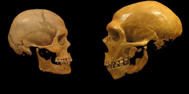 Vergleich der Schädel eines Homo sapiens (l.) und eines Neandertalers (r.). Copyright: hairymuseummatt/DrMikeBaxter (via WikimediaCommons) / CC BY-SA2.0